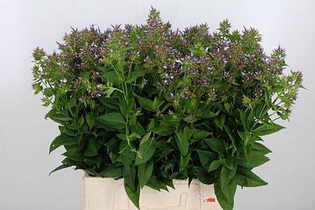 <h4>PHLOX P MISS LOLITA</h4>