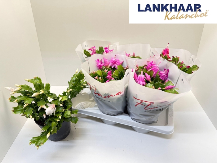 <h4>SCHLUMB FLAME GEM</h4>