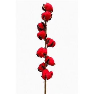 GOSSYPIUM HIRSUTUM