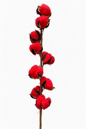<h4>GOSSYPIUM HIRSUTUM</h4>