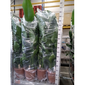 Strelitzia nicolai