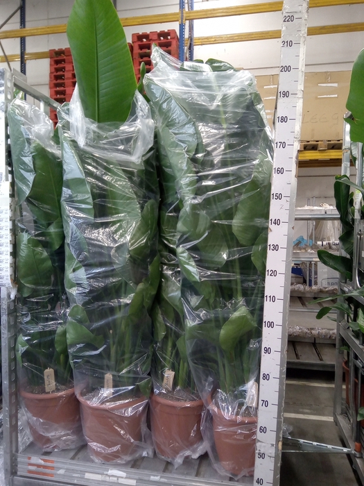 <h4>Strelitzia nicolai</h4>
