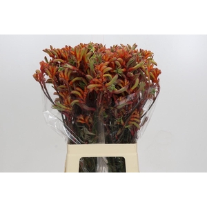 Kangaroo Paw Rampaging Roy Slaven