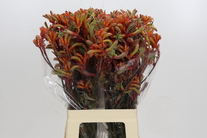 Kangaroo Paw Rampaging Roy Slaven