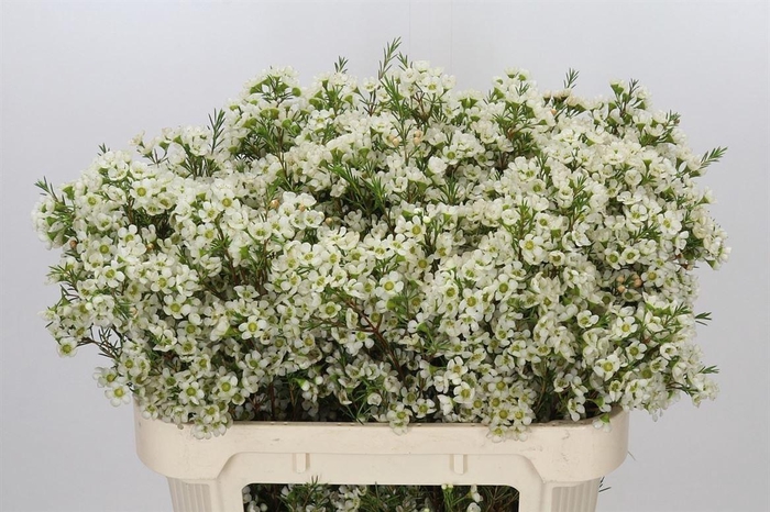 <h4>Chame Ivory Pearl</h4>