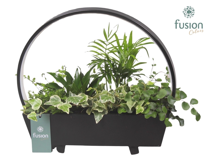 <h4>Lamp LED boog hout met Arrangement</h4>