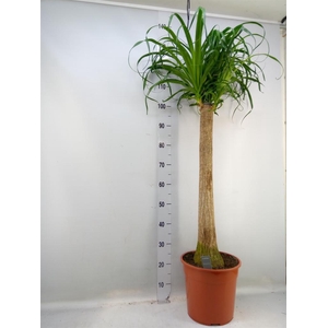 Beaucarnea recurvata