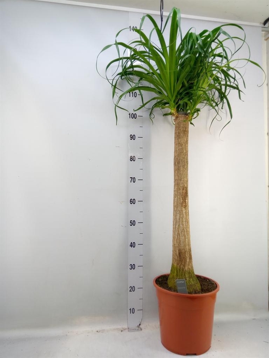 <h4>Beaucarnea recurvata</h4>