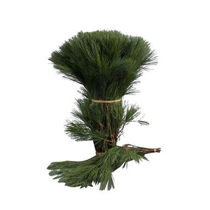 Pinus Seidenkiefer 60 Cm