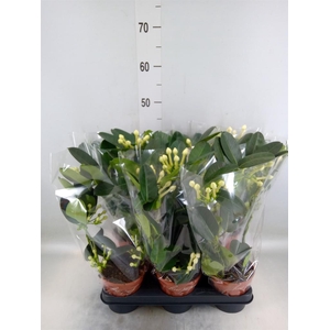 Stephanotis floribunda   ...