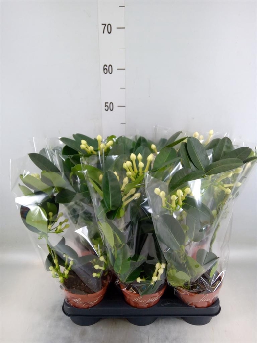 <h4>Stephanotis floribunda   ...</h4>