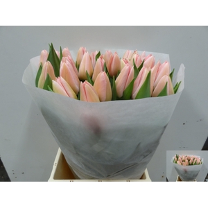 TU EN SALMON DESSERT