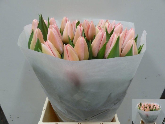 <h4>TU EN SALMON DESSERT</h4>