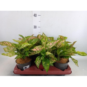 Aglaonema   ...