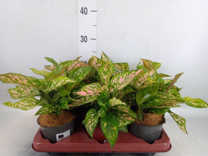 <h4>Aglaonema   ...</h4>