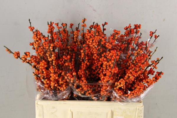 <h4>Ilex V Winter Gold</h4>