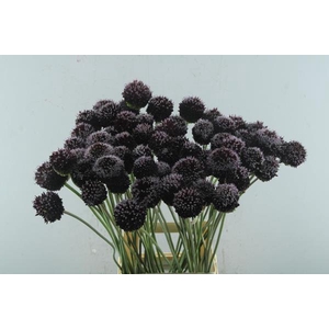 Allium Forelock L 85