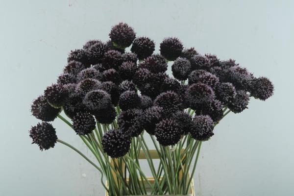 <h4>Allium Forelock L 85</h4>