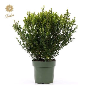 Ilex crenata 'Jenny'® P21