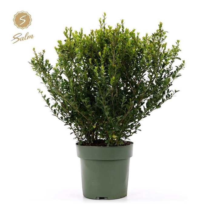<h4>Ilex crenata 'Jenny'® P21</h4>