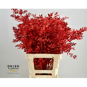 Dried Bleached Ruscus Red