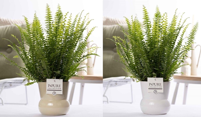 <h4>Nephrolepis Green Lady in P&PURE Plant Vase Maxima ass.2</h4>