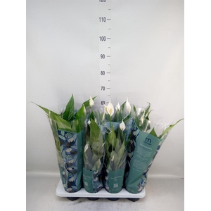 Spathiphyllum  'Sweet Chico'