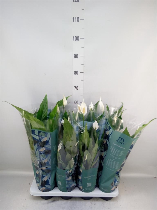 <h4>Spathiphyllum  'Sweet Chico'</h4>