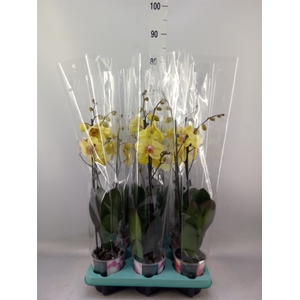 Phalaenopsis   ...