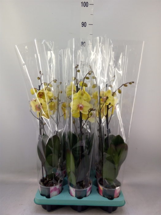 <h4>Phalaenopsis   ...</h4>