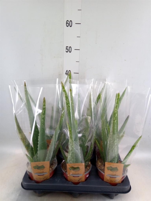 <h4>Aloe vera</h4>
