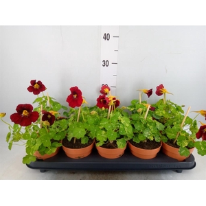 Tropaeolum majus