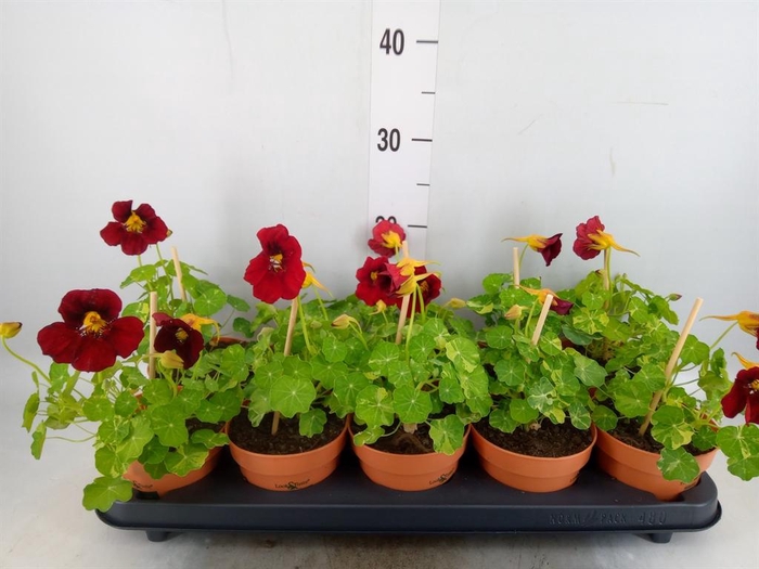 <h4>Tropaeolum majus</h4>