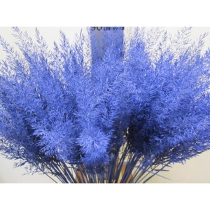 Calamagrostis Brachy Blauw