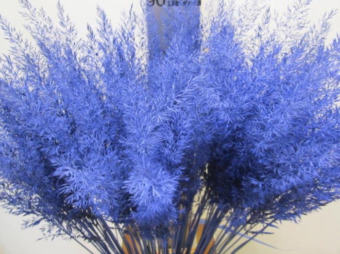 <h4>Calamagrostis Brachy Blauw</h4>