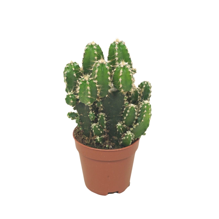 <h4>Cereus peruvianus 'Florida'</h4>