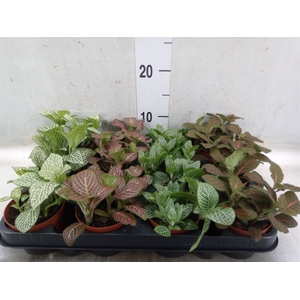 Fittonia   ...mix 4