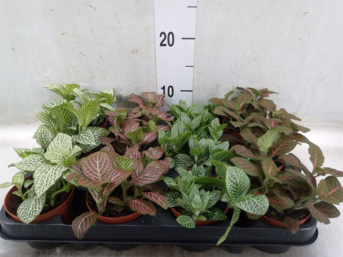 <h4>Fittonia   ...mix 4</h4>