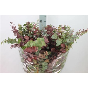 Euca Stuartiana Autunno Lang 250 Gram