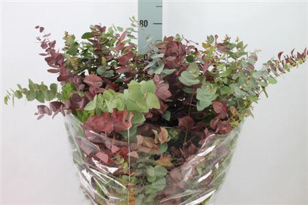<h4>Euca Stuartiana Autunno Lang 250 Gram</h4>