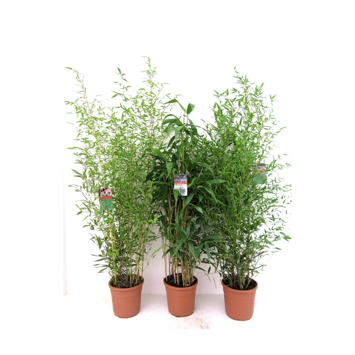 <h4>Bamboo mix</h4>