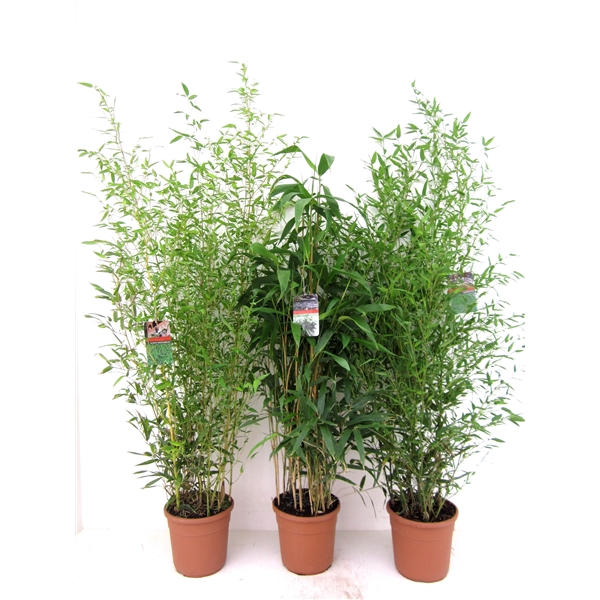 Bamboo mix
