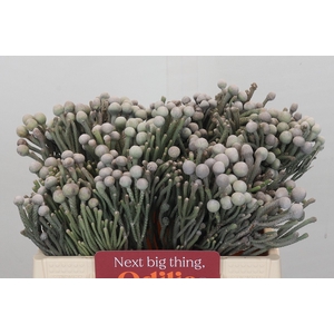 Cape Green Silver Brunia