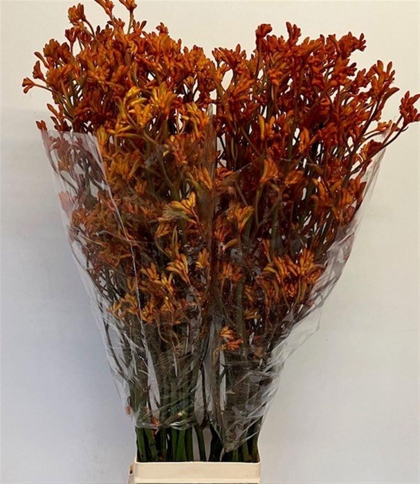 <h4>ANIGOZ GOLDEN GIRL</h4>