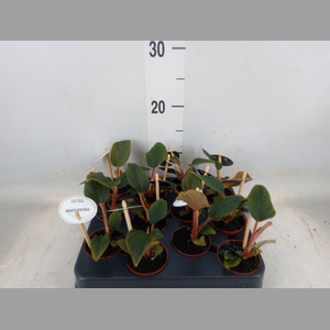 Philodendron   ...
