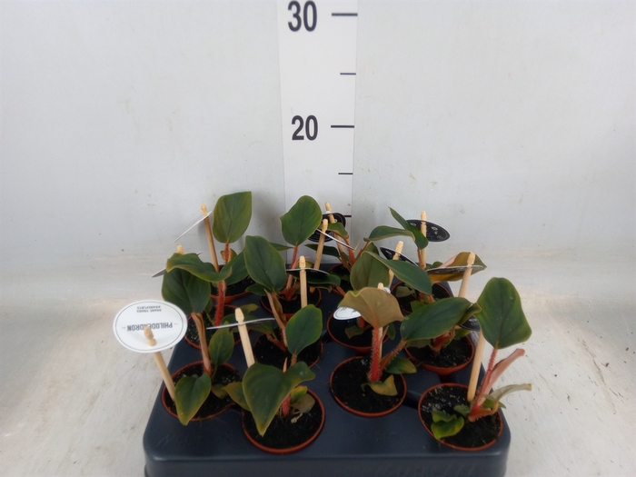 <h4>Philodendron   ...</h4>