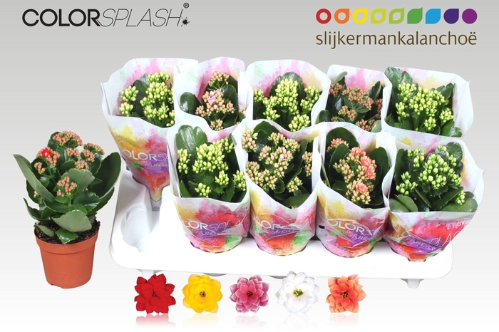 <h4>KAL GE GEM 5 KL</h4>