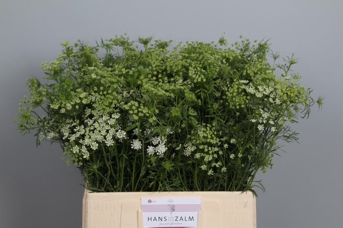 <h4>AMMI MAJUS</h4>