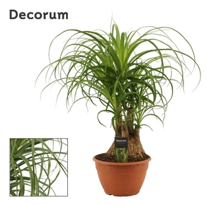 Beaucarnea compact vertakt 20 cm schaal(Decorum)