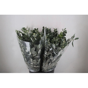 Pittosp Ralphi Leaves 200gr P Bunch